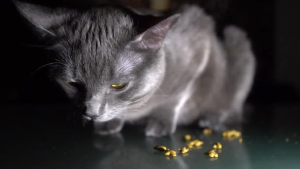 Ferme Ralenti Gris Affamé Chat Manger Nourriture Sèche — Video