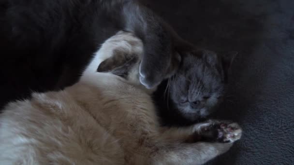 お互いに洗い合う素敵な灰色と白猫 スローモーション — ストック動画