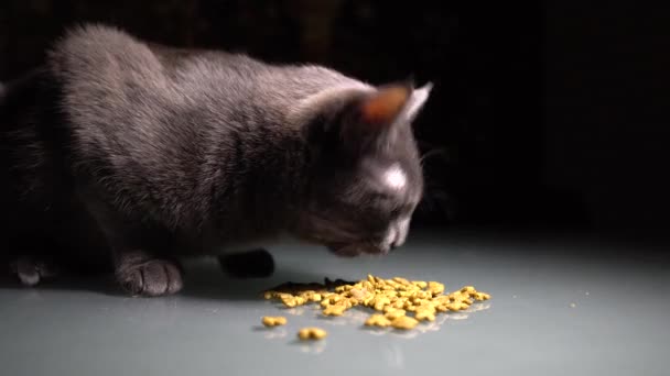 クローズアップ 空腹の灰色の猫は乾燥した食べ物を食べる — ストック動画