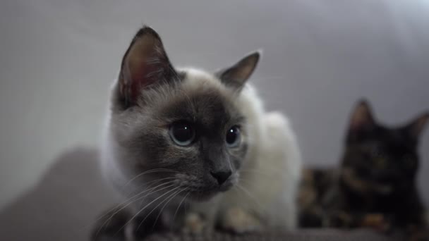 白い猫が空気を嗅ぐ 背景にある他の1つ — ストック動画