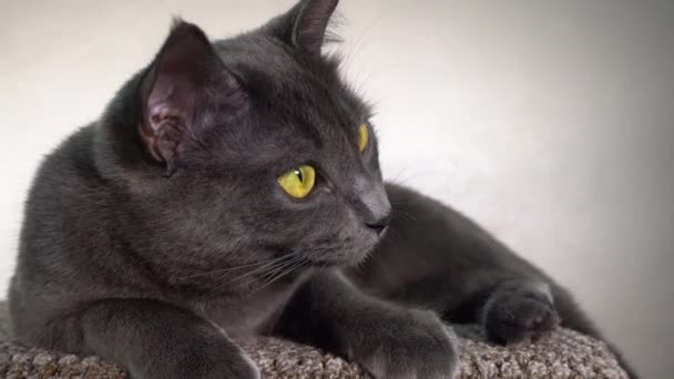 Gray House Cat Lose — Stock Video