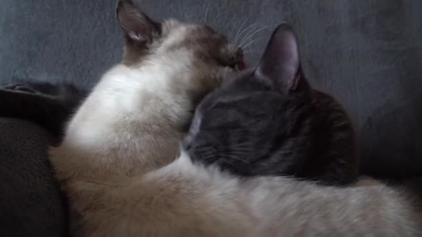 Mooie Grijze Witte Katten Die Elkaar Wassen — Stockvideo