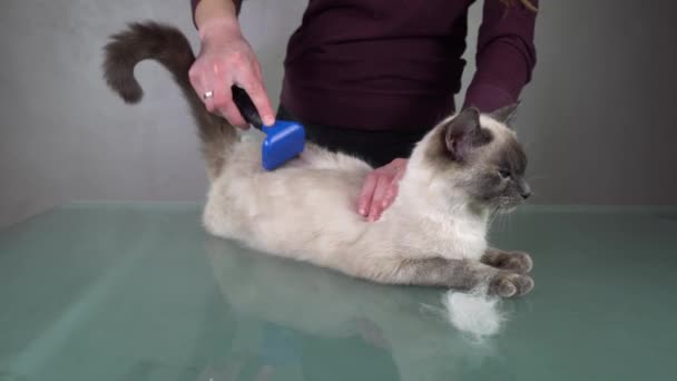 Removendo Pêlo Gato Branco Usando Furminador Serviço Arrumação — Vídeo de Stock