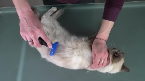 使用毛皮器去除白猫的底漆毛皮 梳妆服务 — 图库视频影像