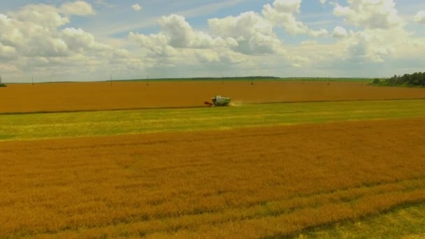 Luchtfoto Landbouwwerkzaamheden Combineren Harvester Verzamelt Tarwe Gewas — Stockvideo