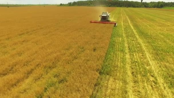 Luftaufnahme Landwirtschaftliche Arbeit Mähdrescher Sammelt Die Weizenernte Ein — Stockvideo