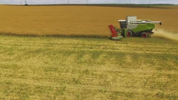 Vista Aerea Lavoro Agricolo Combina Raccoglitore Raccoglie Grano Raccolto — Video Stock