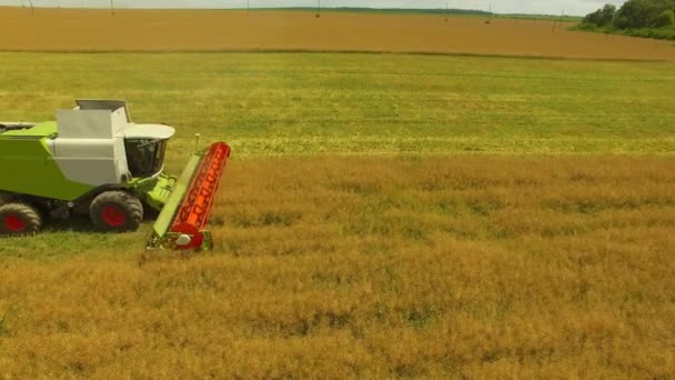 Luchtfoto Landbouwwerkzaamheden Combineren Harvester Verzamelt Tarwe Gewas — Stockvideo