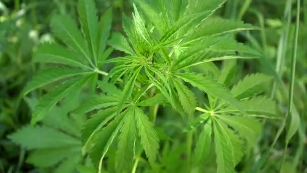 Närbild Gröna Blad Cannabis Marijuana Blåser Vinden — Stockvideo