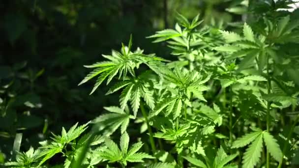 Närbild Gröna Blad Cannabis Marijuana Blåser Vinden — Stockvideo
