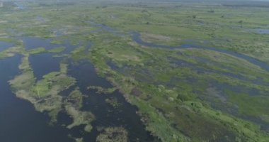 Havadan görünüm. Vahşi doğa. Drone nehir, göller ve bataklık üzerinde uçar. 4k