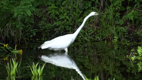 Bella Grande Airone Bianco Caccia Sul Lago — Video Stock