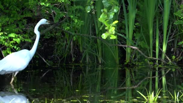 Bella Grande Airone Bianco Caccia Sul Lago — Video Stock