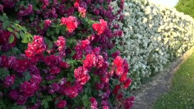 Gimbal vuruldu. Çiçek açan pembe ve beyaz güller ile Çit. 4k.