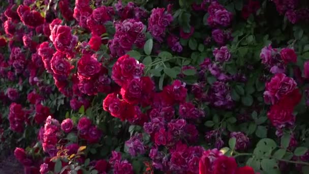 ジンバルが撃たれたピンクと白のバラが咲くフェンス — ストック動画