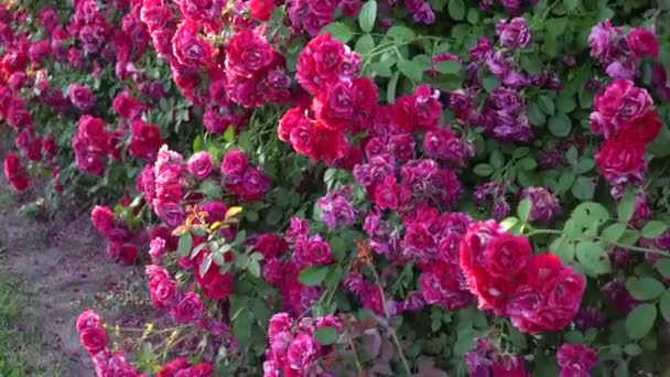 ジンバルが撃たれたピンクと白のバラが咲くフェンス — ストック動画