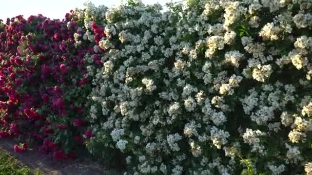 Гимбал Выстрелил Забор Цветущими Розовыми Белыми Розами — стоковое видео