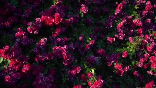 Gimbal Lövés Kerítés Virágzó Rózsaszín Fehér Rózsa — Stock videók