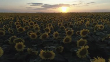 Havadan ateş. Ayçiçeği tarlası. Düşük irtifada uç. Yavaş hareket. Günbatımı. 4k.