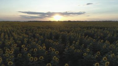 Havadan ateş. Ayçiçeği tarlası. Günbatımı. 4k.