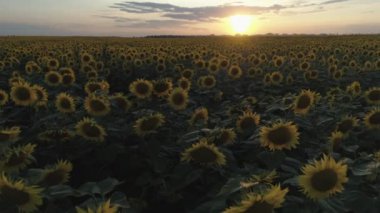 Havadan ateş. Ayçiçeği tarlası. Düşük irtifada uç. Yavaş hareket. Günbatımı. 4k.
