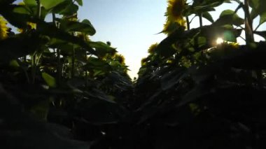 Gimbal vuruldu. Ayçiçeği tarlasında ilerliyoruz. 4k