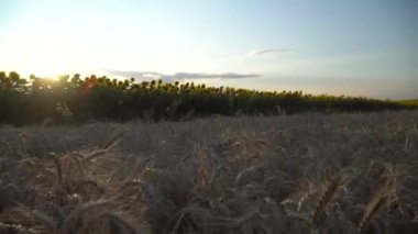 Gimbal vuruldu. Ayçiçeği tarlası. Kamera ileri ye doğru hareket eder. 4k