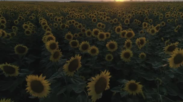 Aerial Shot Sunflowers Field Fly Low Altitude Slow Movement Sunset — Stock Video