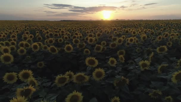 Antenn Skott Solrosor Fält Flyga Låg Höjd Långsamma Rörelser Solnedgången — Stockvideo