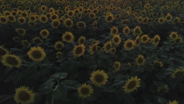 Aerial Shot Sunflowers Field Fly Low Altitude Sunset — Stock Video