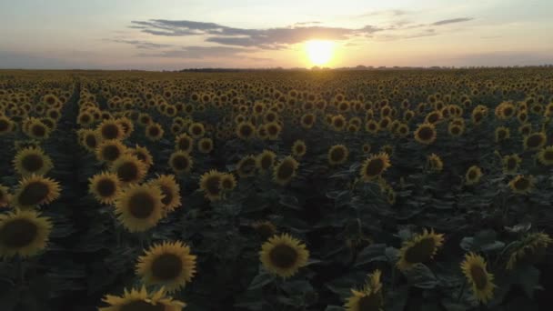 Luchtfoto Zonnebloemen Veld Vlieg Lage Hoogte Langzame Beweging Zonsondergang — Stockvideo