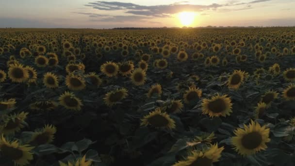 Antenn Skott Solrosor Fält Flyga Låg Höjd Långsamma Rörelser Solnedgången — Stockvideo