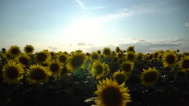 Tir à la cartouche. Champ de tournesols. La caméra se déplace latéralement. 4K 