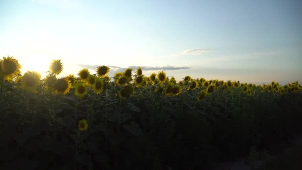 Gimbal Shot Sunflowers Field Camera Moves Forward — Stock Video