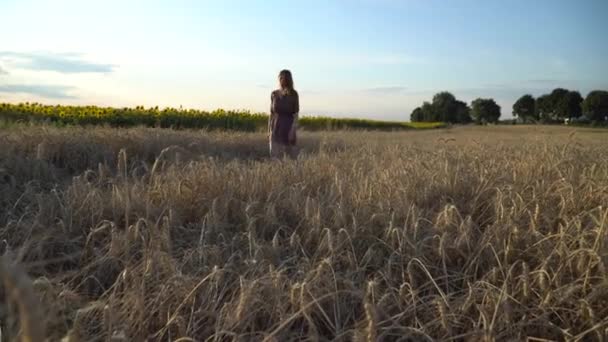 Junges Mädchen Das Durch Reifes Weizenfeld Geht Sonnenuntergang Schuss — Stockvideo