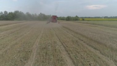 Havadan video. Tarım salonları. Hasat birleştirin buğday mahsulü toplar. 4k