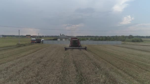 Luftbild Landwirtschaftliche Arbeit Mähdrescher Sammelt Die Weizenernte Ein — Stockvideo