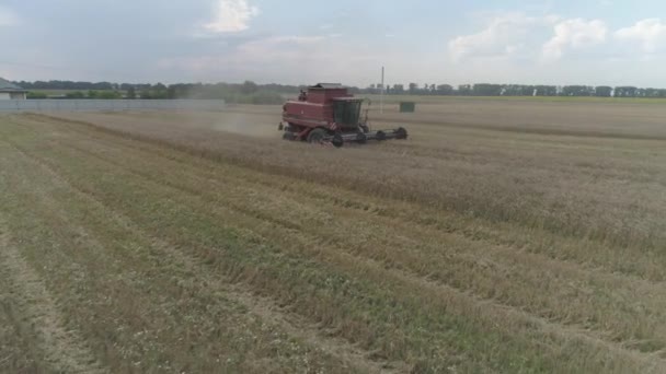 Aerial Video Agricultural Work Combine Harvester Gathers Wheat Crop — Stock Video