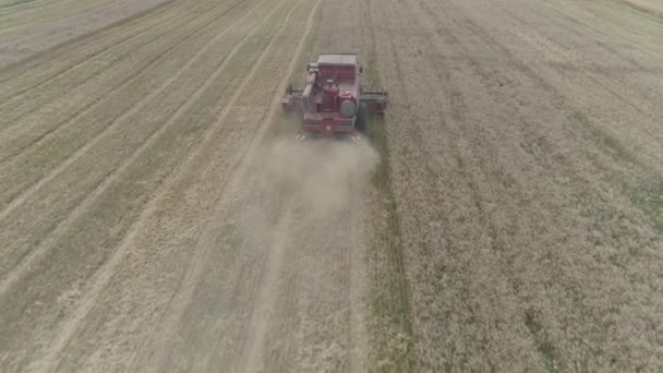 Aerial Video Agricultural Work Combine Harvester Gathers Wheat Crop — Stock Video