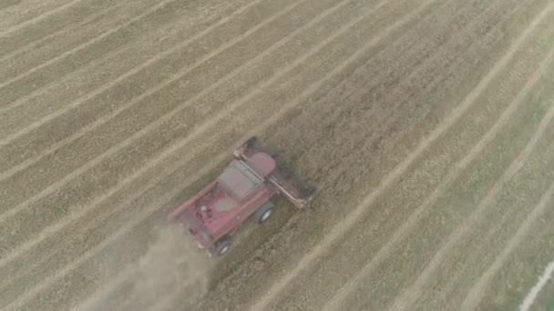 Vidéo aérienne. Travaux agricoles. Combiner moissonneuse-batteuse rassemble la récolte de blé. 4K 