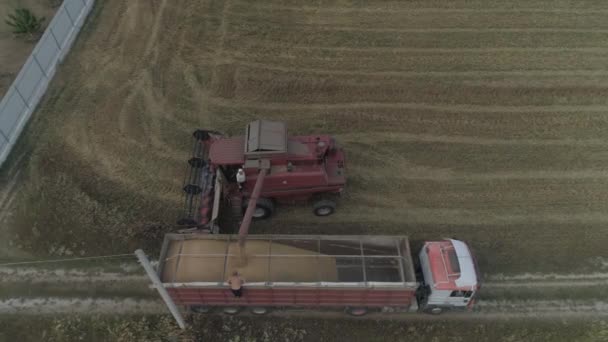 Antenne Mähdrescher Lädt Weizengetreide Lkw Anhänger Aufgeflogen — Stockvideo