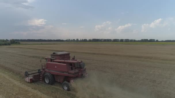 Vídeo Aéreo Trabalho Agrícola Combine Colheitadeira Reúne Colheita Trigo — Vídeo de Stock