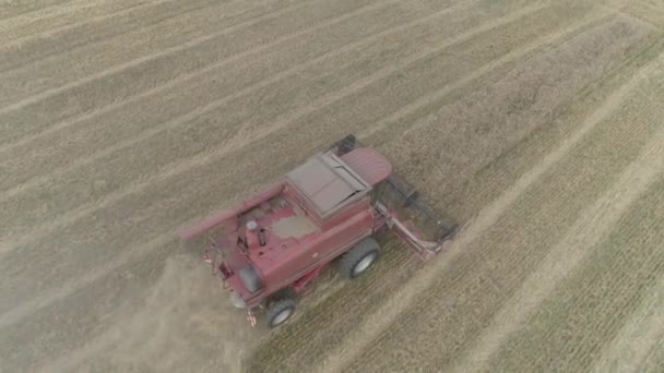 Vídeo Aéreo Trabalho Agrícola Combine Colheitadeira Reúne Colheita Trigo — Vídeo de Stock