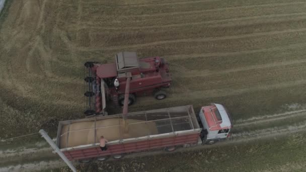Aerial Combine Harvester Load Wheat Cereal Truck Trailer Flying — Stock Video