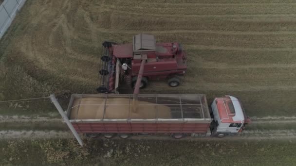 Aerial Video Agricultural Work Combine Harvester Gathers Wheat Crop — Stock Video