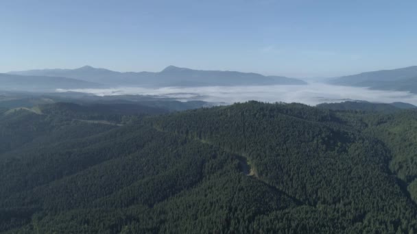 Letecký Pohled Mlhy Pokrylo Horské Lesy — Stock video
