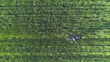 Hava görüntüsü. Yeşil fitness. Genç bir kadın yeşil alanda stepper üzerinde çalışıyor..