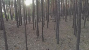 Hava görüntüsü. Genç bayan sporcu ormanda koşu bandında koşuyor..