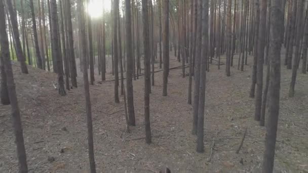 Hava Görüntüsü Genç Bayan Sporcu Ormanda Koşu Bandında Koşuyor — Stok video