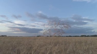 Hava görüntüsü. Kuru altın buğday tarlası. Gün batımı zamanı